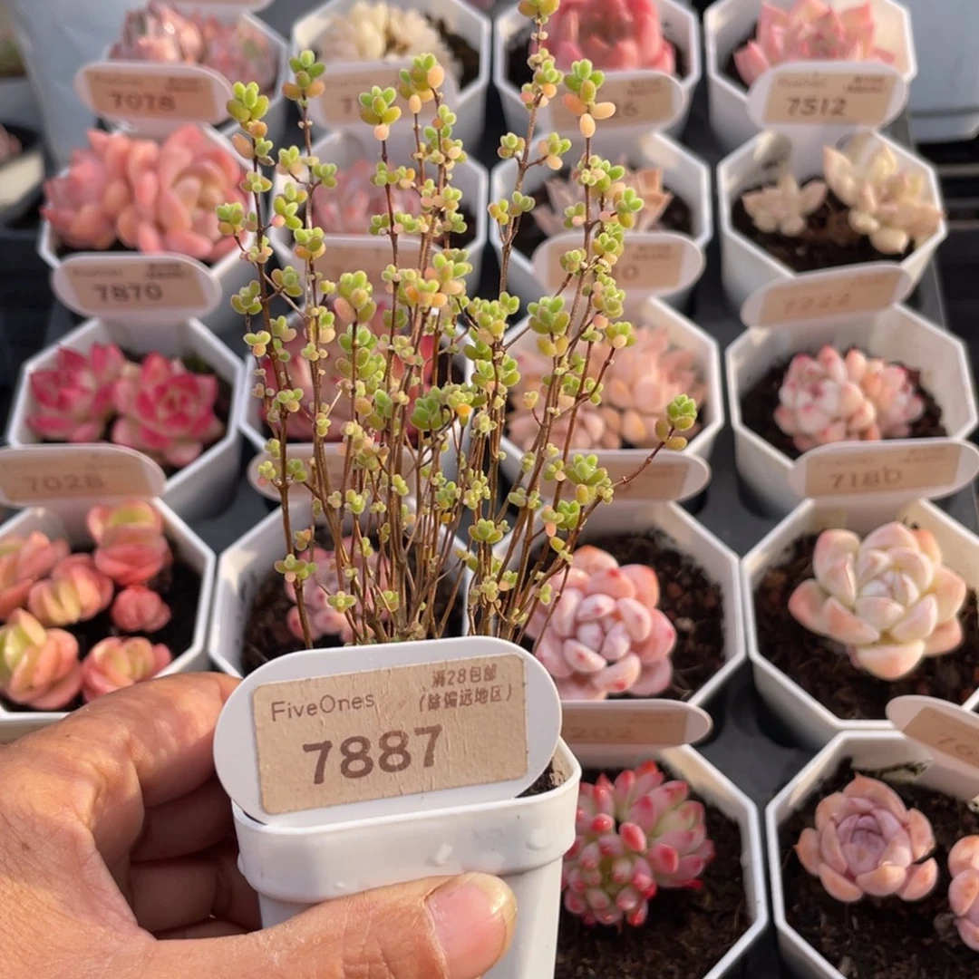 蜜叶糖球7887-6.0厘米