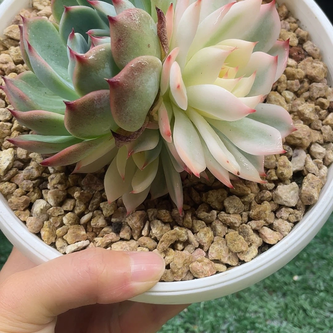 140一物一一拍一拍