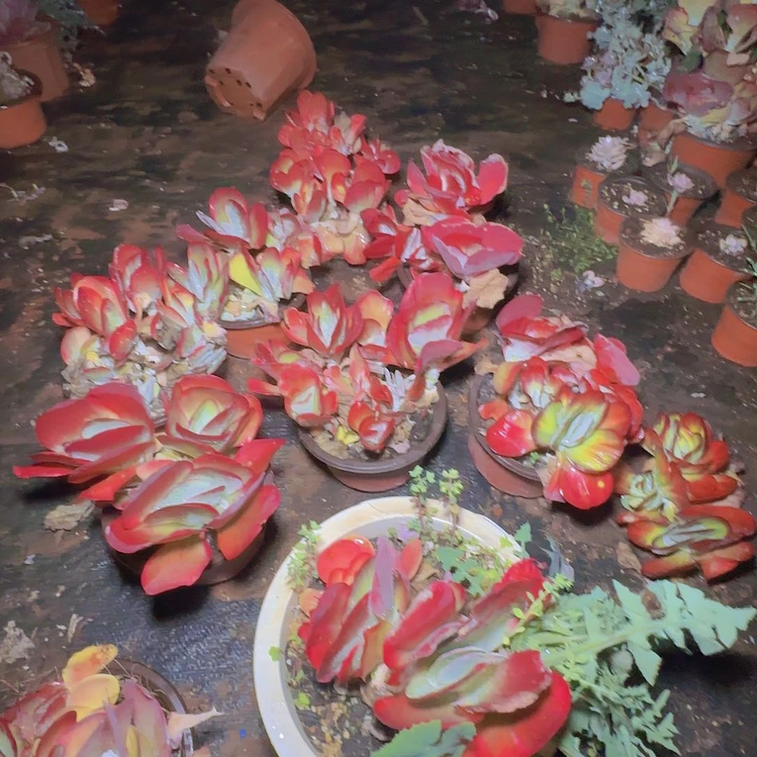 盆栽唐印锦多肉1颗