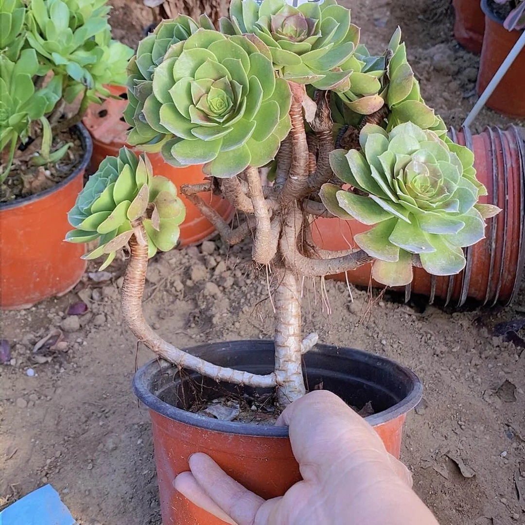 73 号一物一拍多肉植物