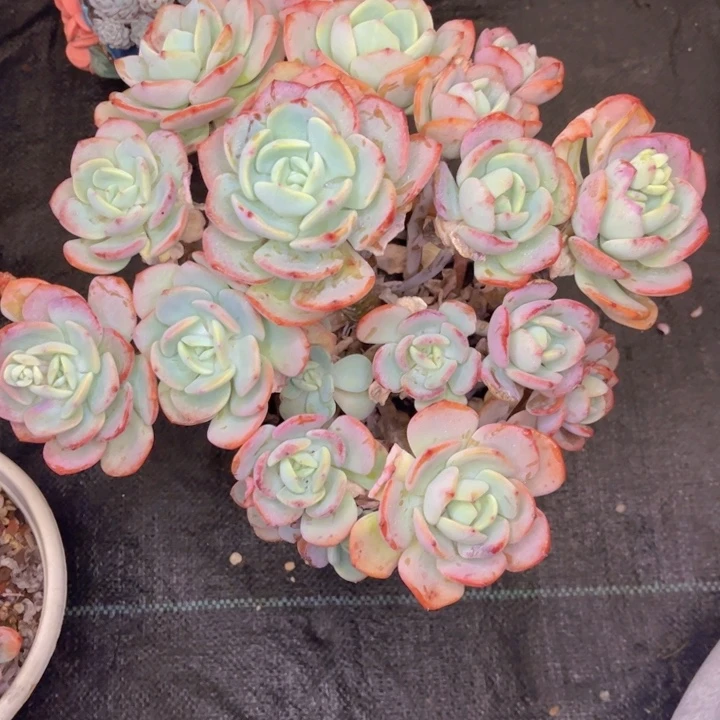 友家多肉一物一拍