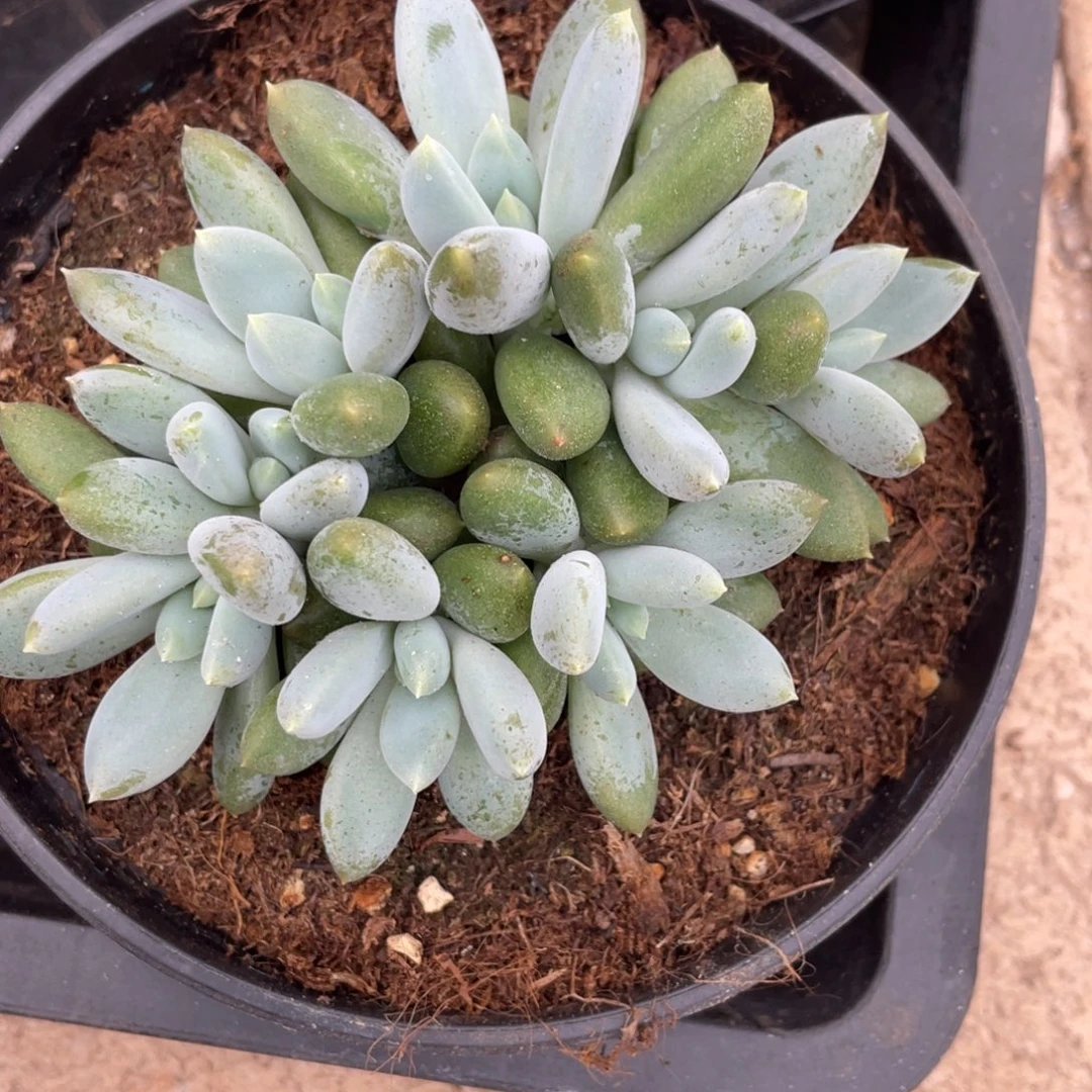 七***）姐姐真的好好对待我们都