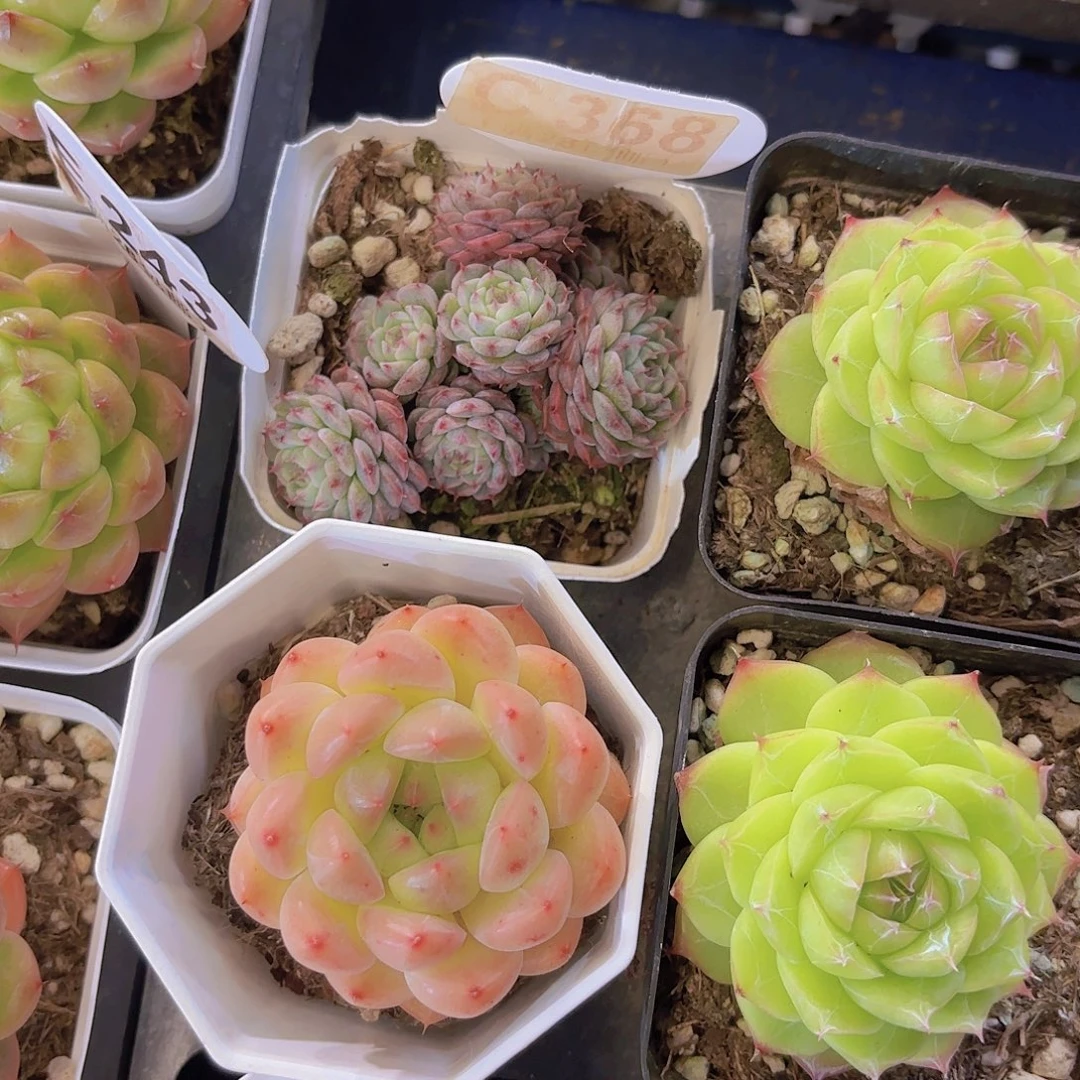 C258姬莲杂交一物一拍