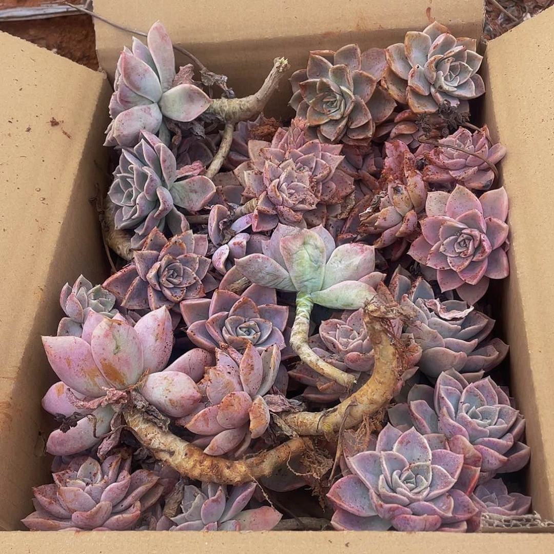 哈利沃森地栽老桩一箱19:8，多肉，断头掉枝不售后