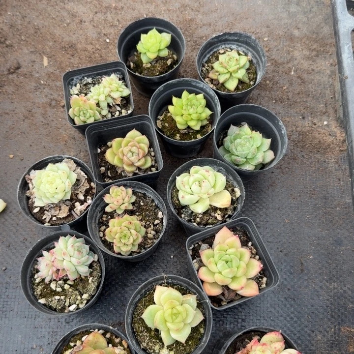 左八麦秆小渣十五颗量拍发货31-10