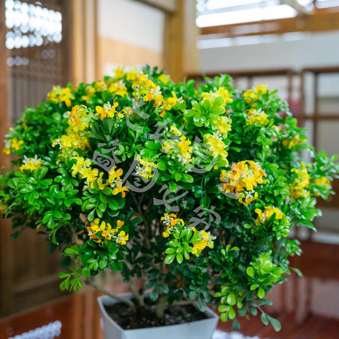 【送菱形盆】香水米兰花盆栽室内花卉绿植树苗阳台植物四季开花易活