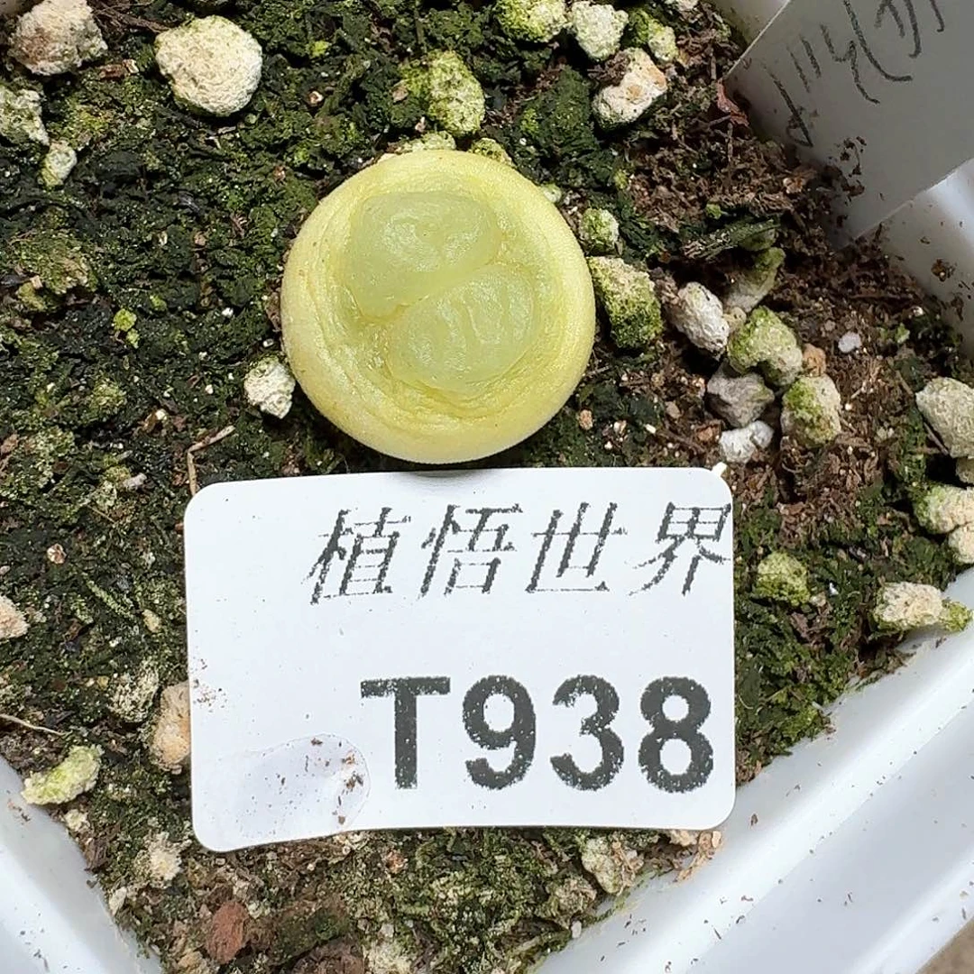 938号多肉植物哇f v