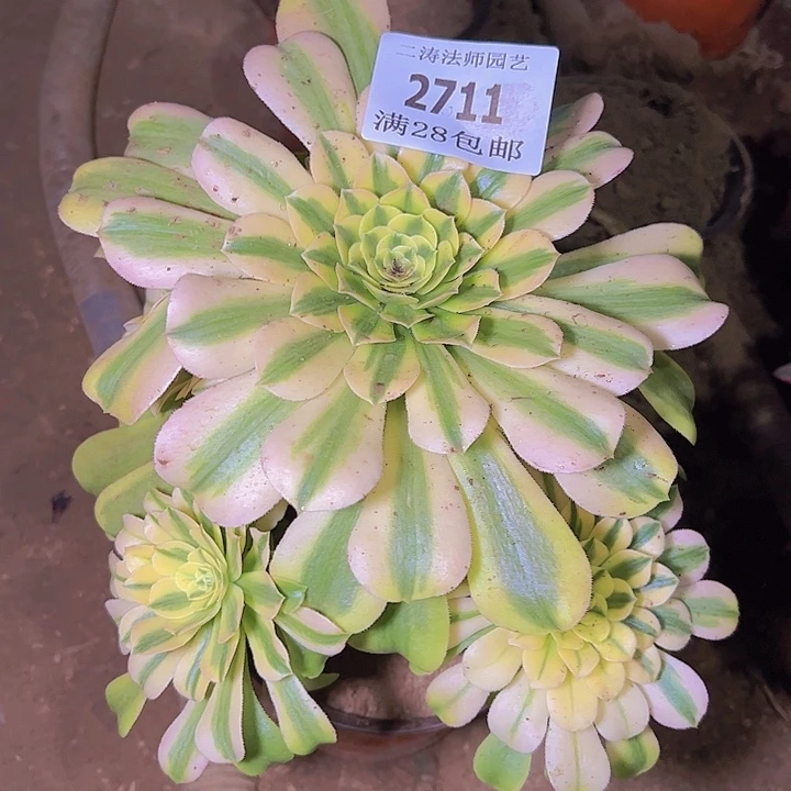 2711辛尼亚多肉植物