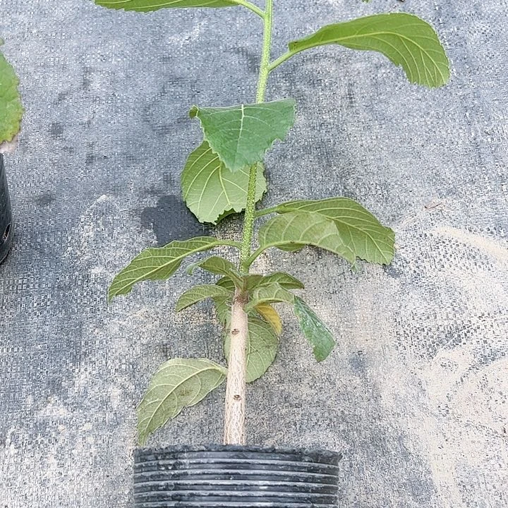 珍珠芭乐用****51246789999