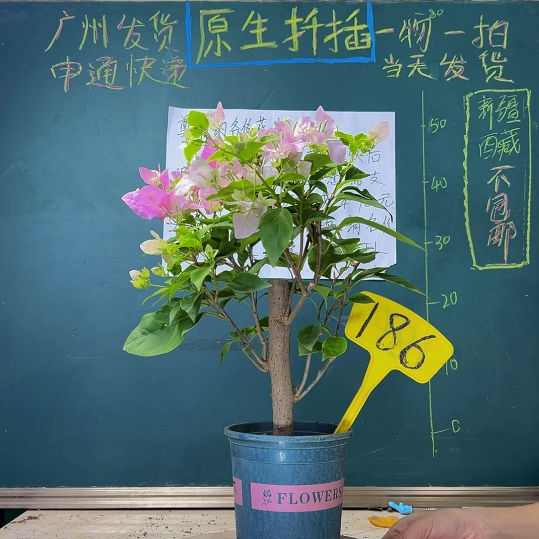 当前无花栽培后可以开花  粗杆  广红樱  186