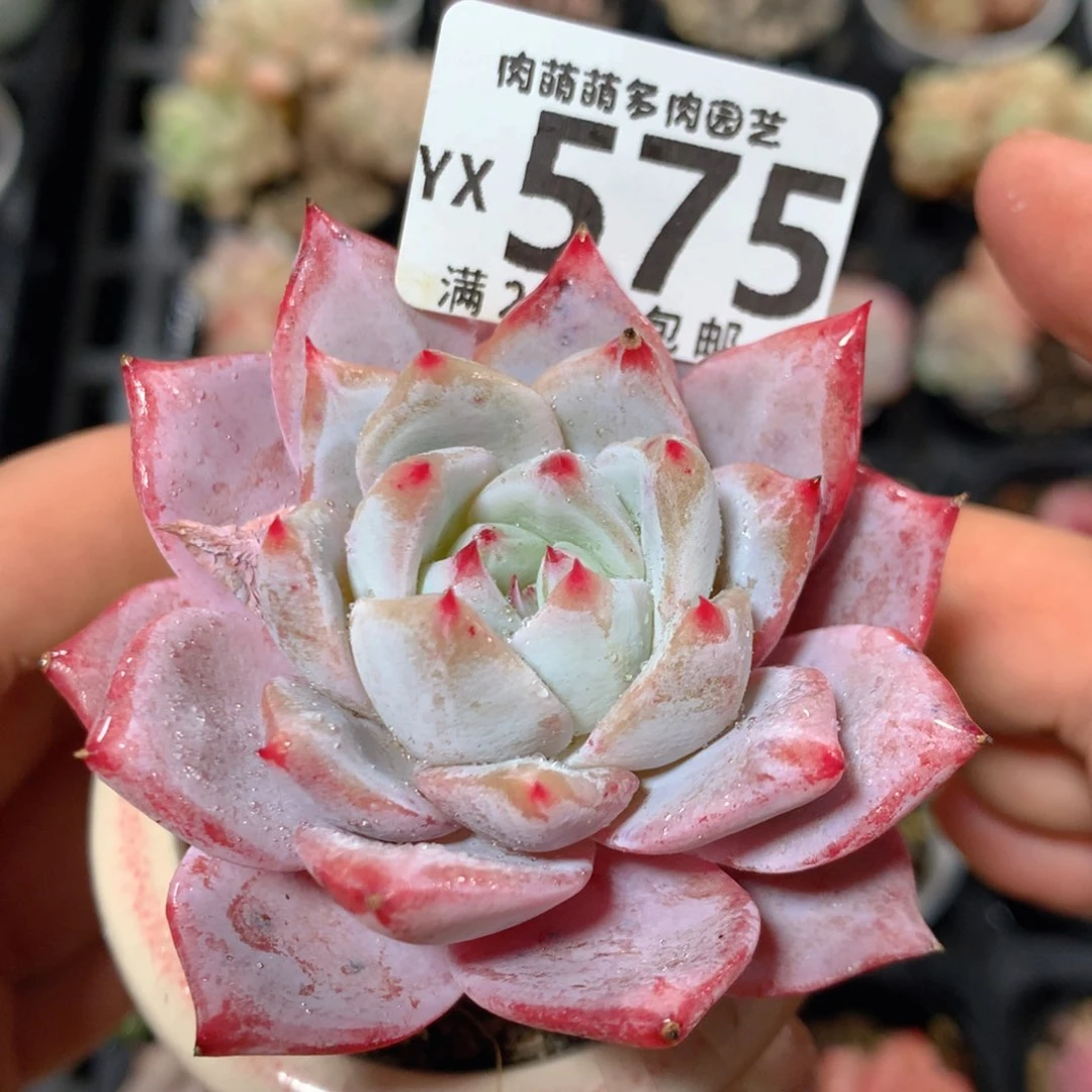 5CM拇指盆精控多肉YX575