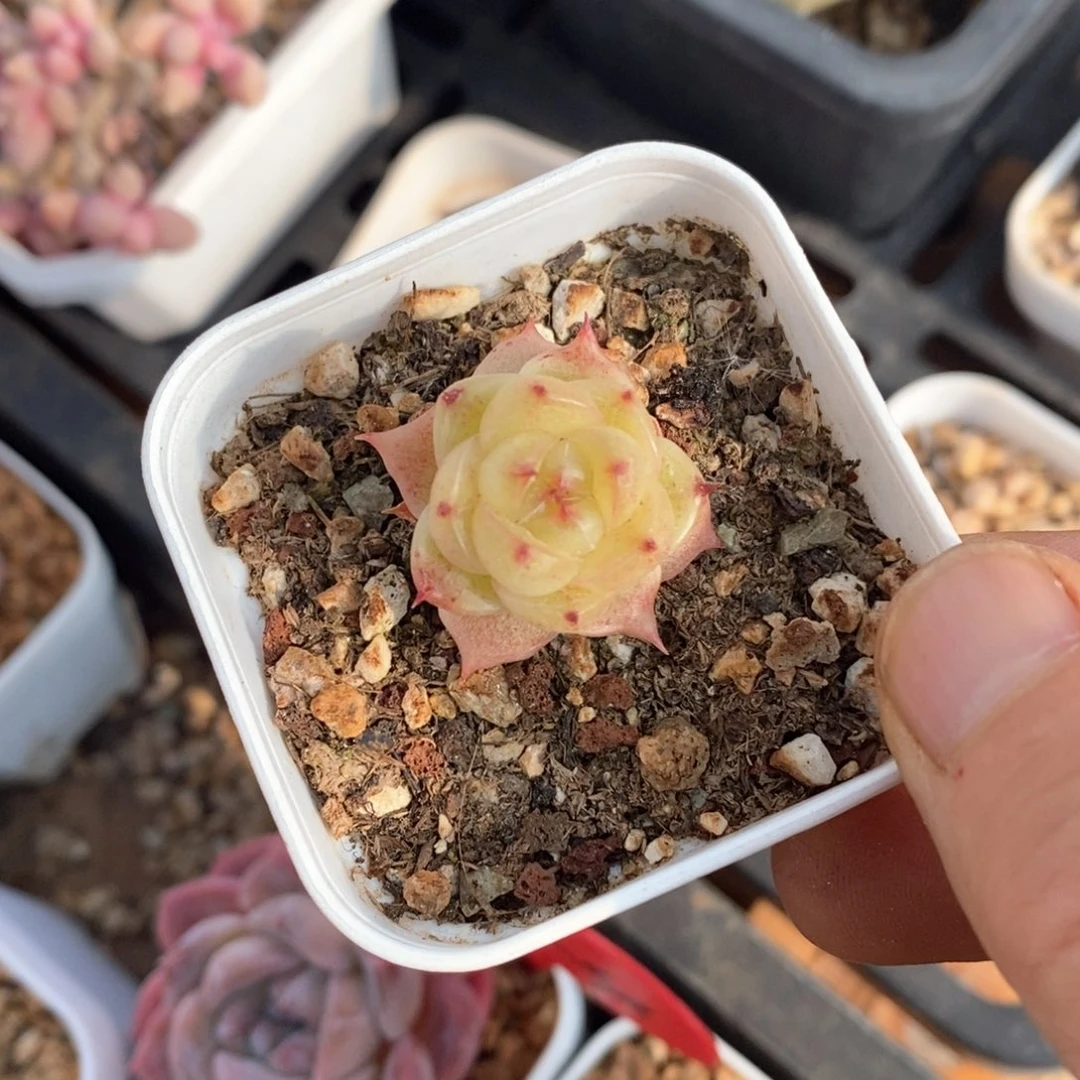 精品多肉一物一拍不包整301