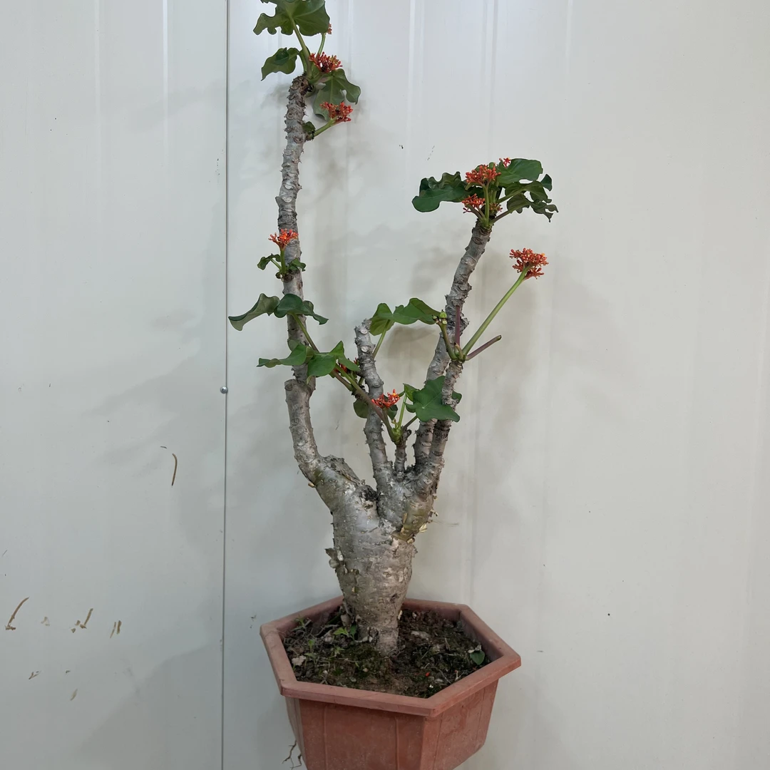 佛肚海棠盆栽四季开红花绿植多肉块根造景植物观花佛肚树耐旱