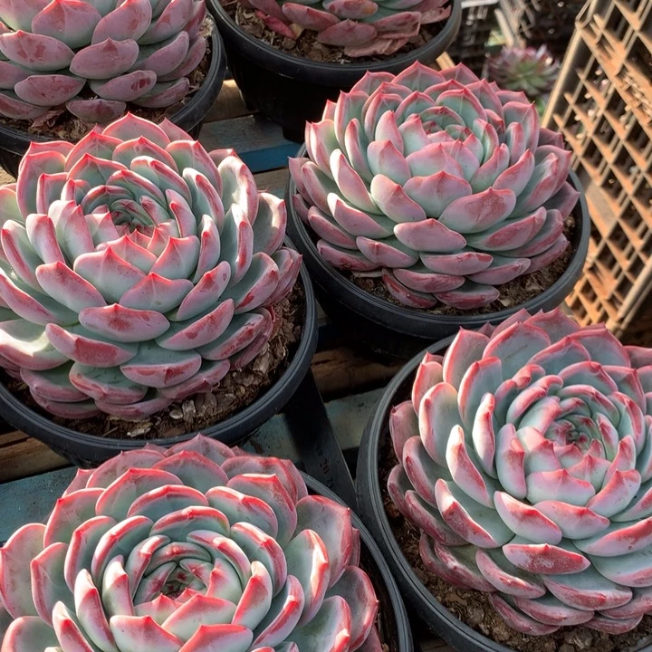 超大母本红鸾39.99