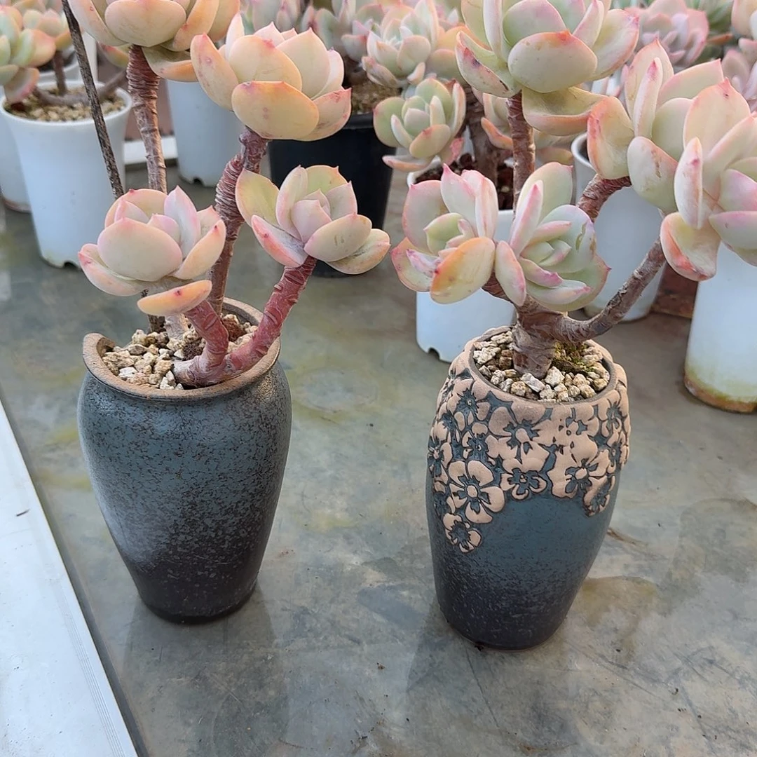 红***叶白凤多肉植物两颗