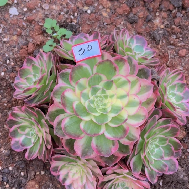 全部花朵030海仙带根法师