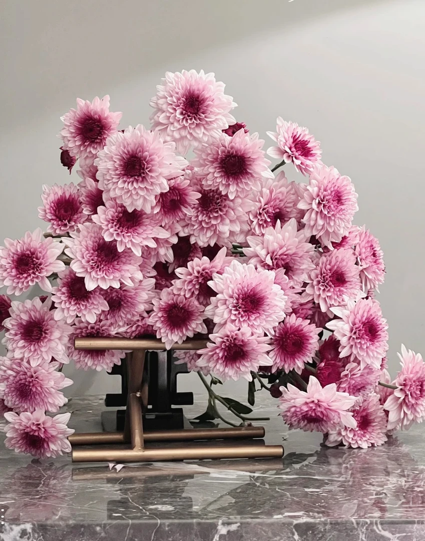 雏菊鲜花 粉丹特 东北鲜花新鲜采摘发货