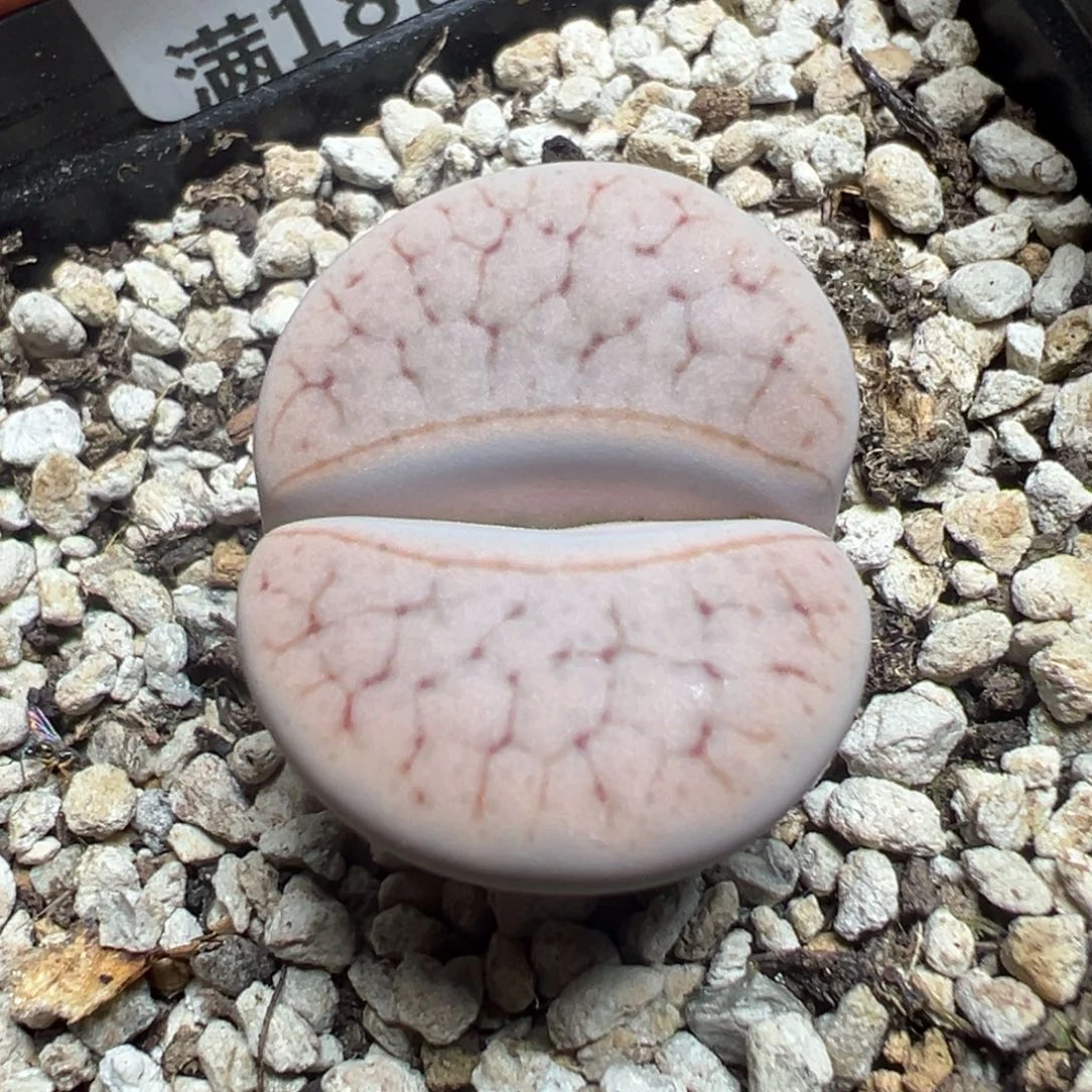 【闪购商品】 300。