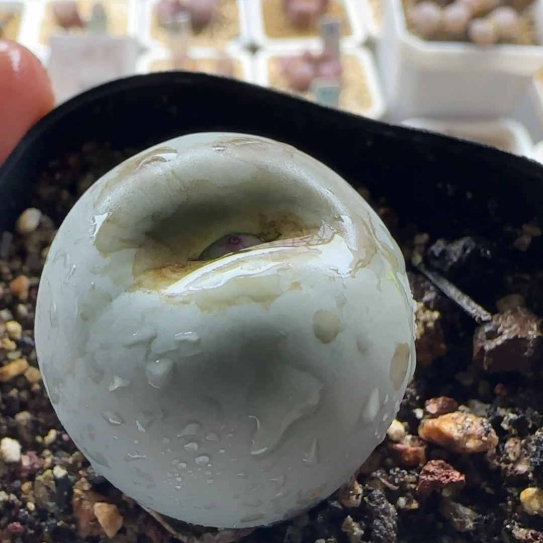 【闪购商品】0388大鸽子蛋2.9