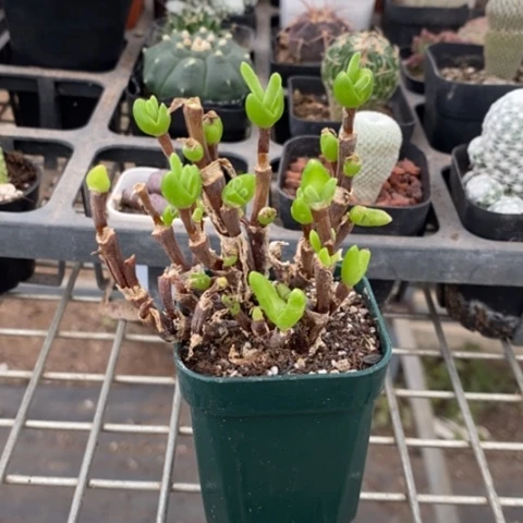 绿花枝干群5仙人球