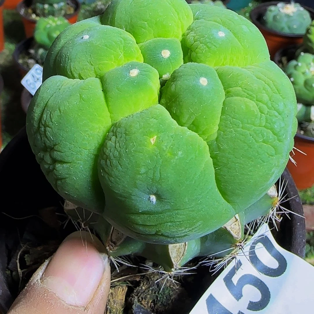 大尤仙450仙人球