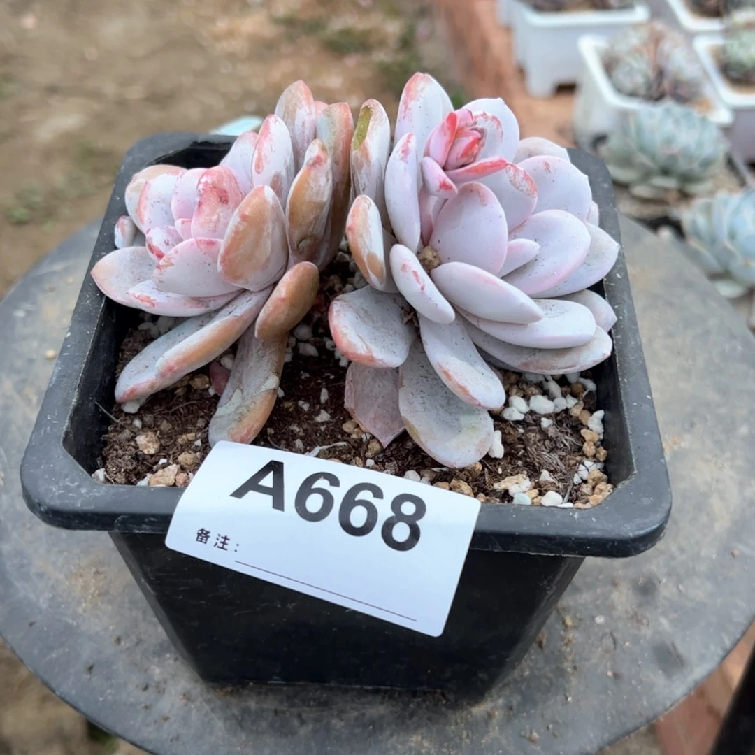 悄**笑668 多肉多肉多肉多肉多肉