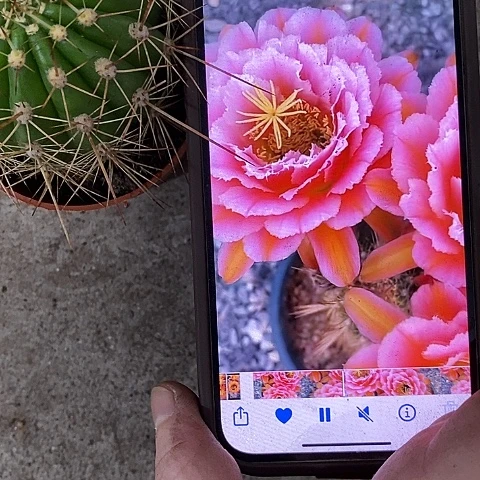 粉桃毛花，5-8公分左右