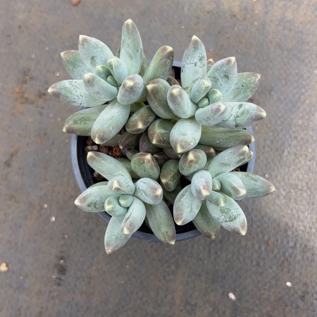 1颗美人系列多肉植物