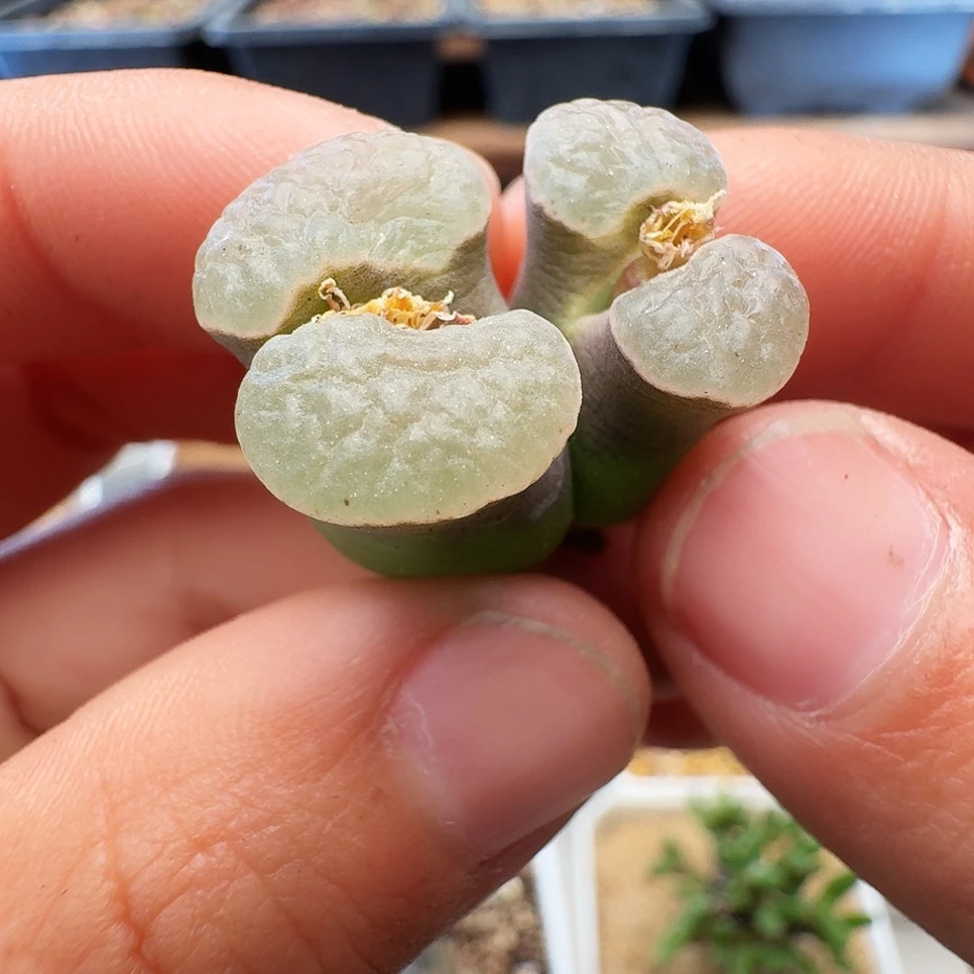 多肉植物福利肉锥336