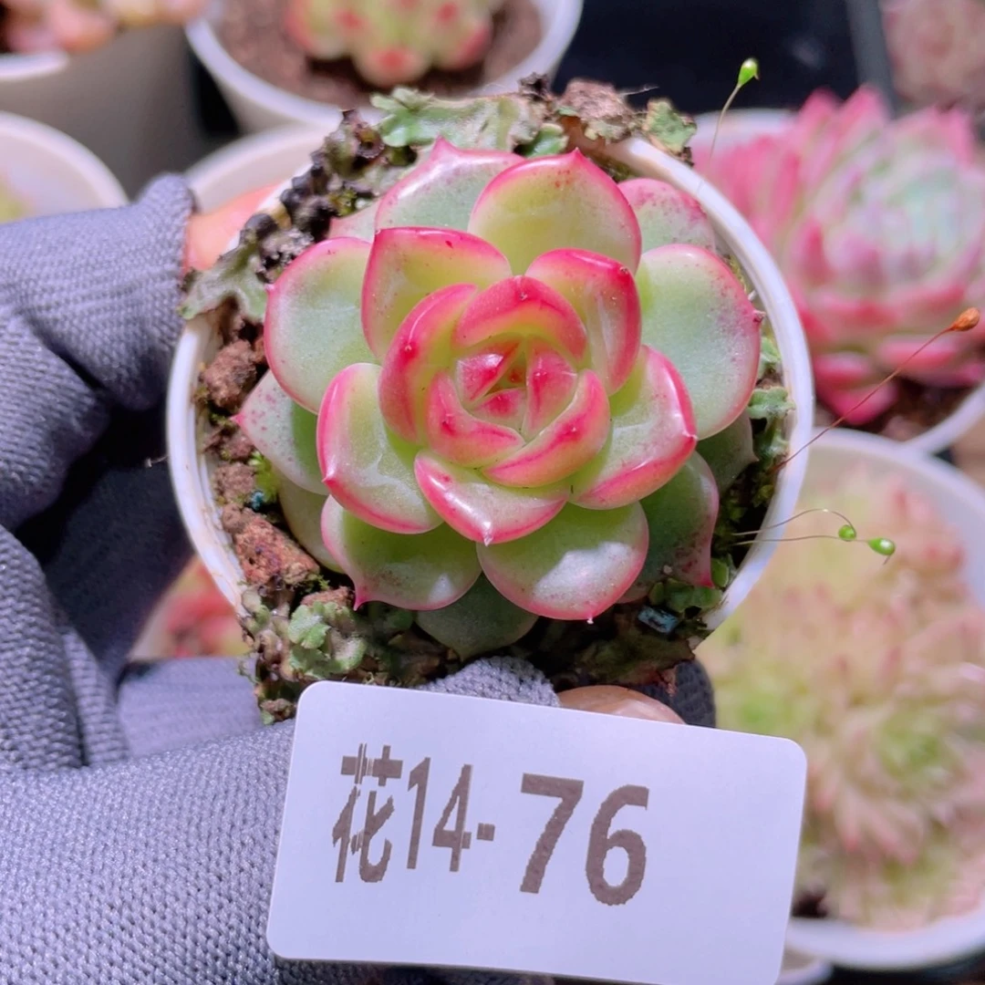 花利美14-76新品珍妮