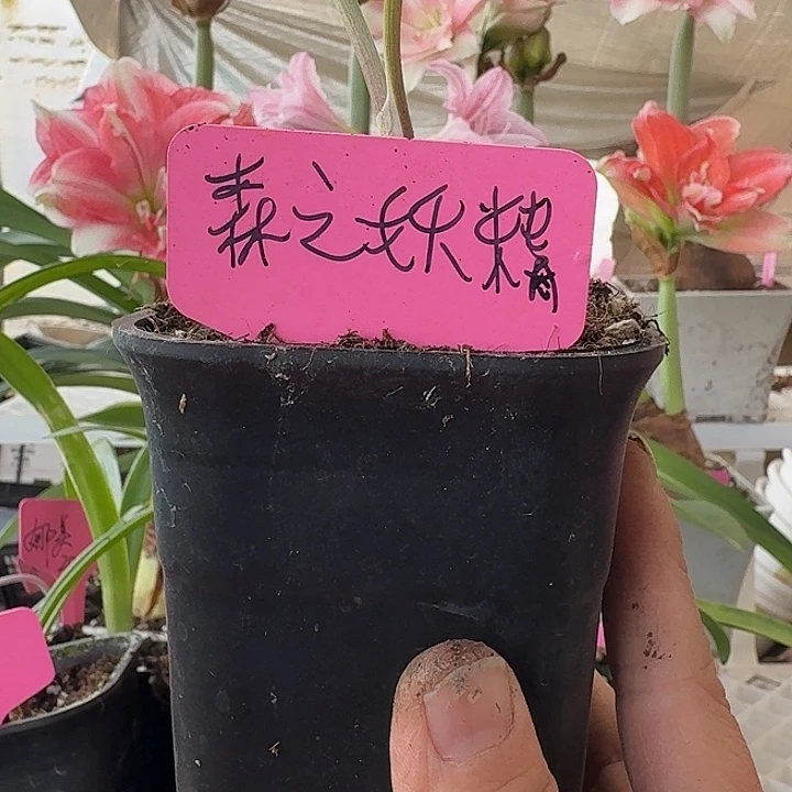 无花朵森之妖精朱顶红直径1.5