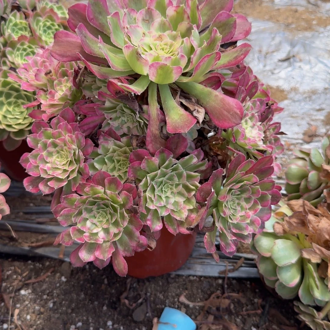 637绿体同花顺 多肉植物