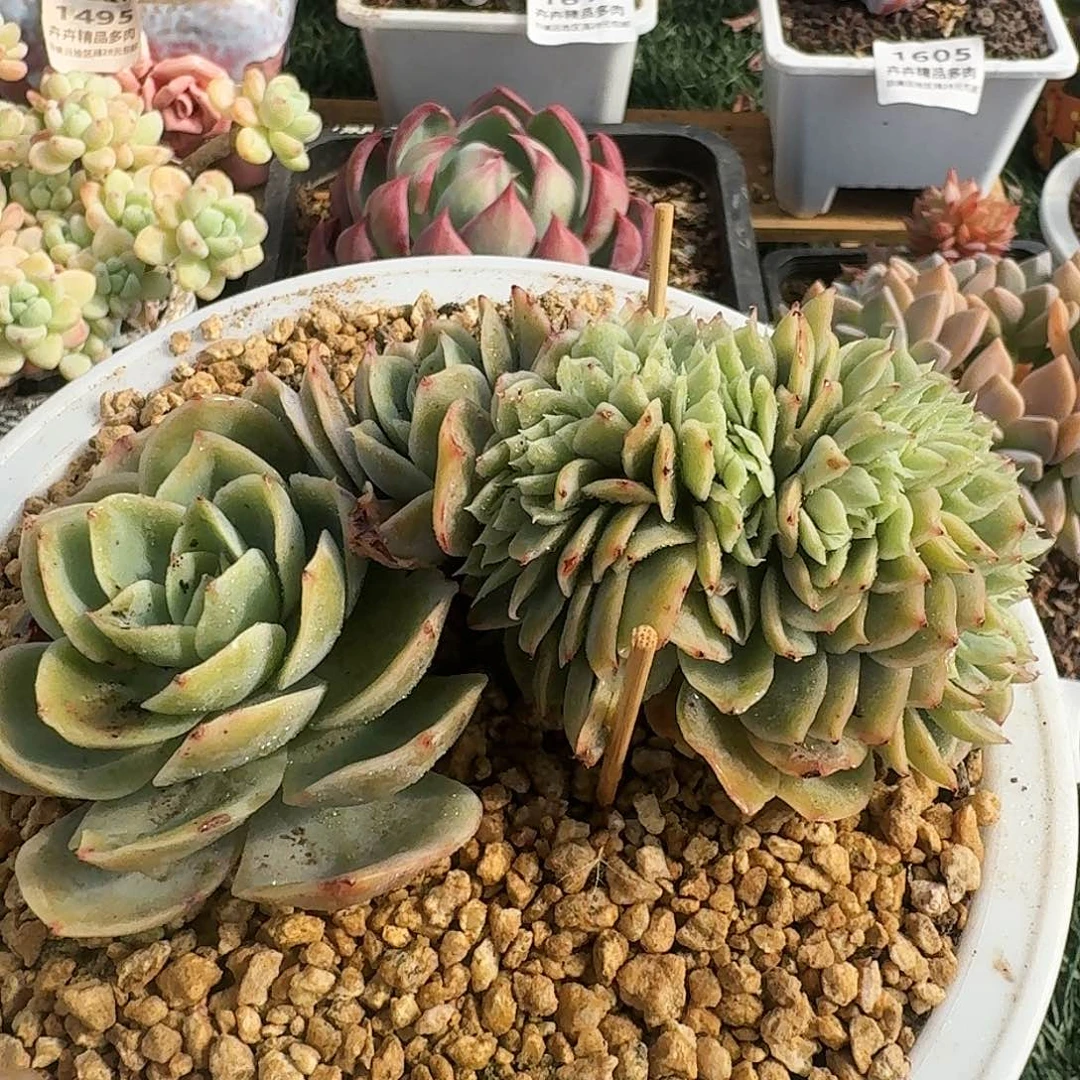 1597一物一拍（满28包邮）