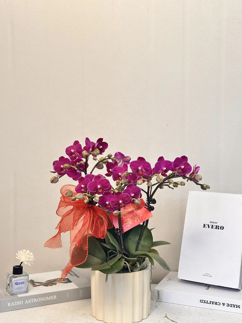 蝴蝶兰 【西西公主】真花 秋冬耐寒花卉 四季开花 多样性发货