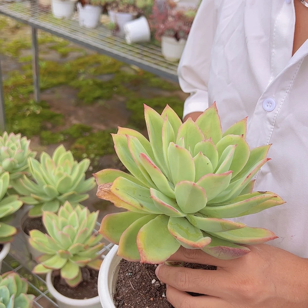 两颗金辉乔伊大单头 多肉植物