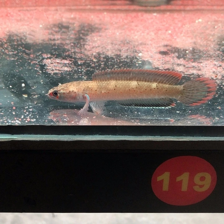 雷龙鱼血斑一型1111