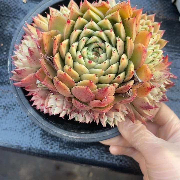 两单包邮，一物一拍间蝶