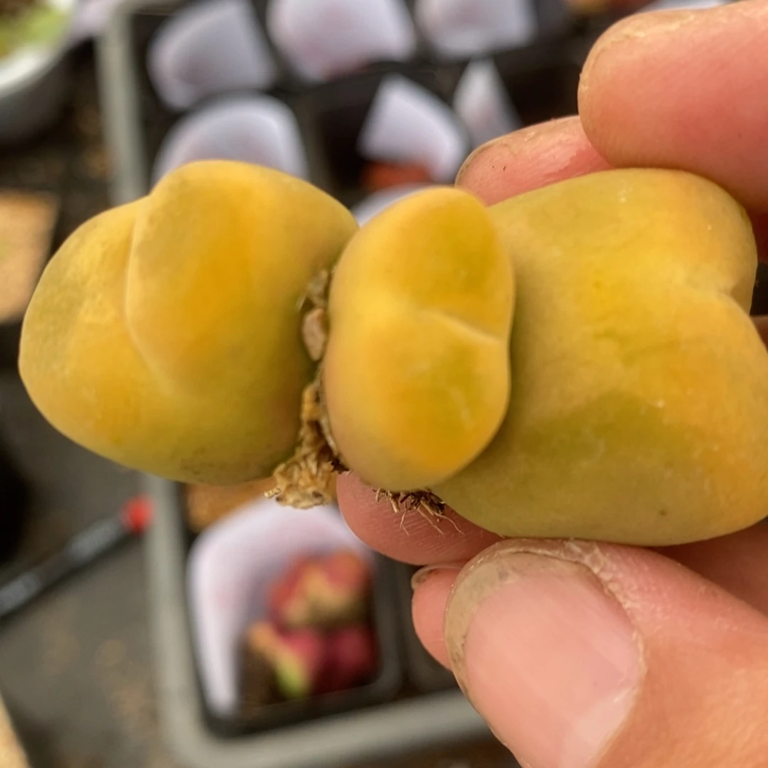 1868一颗一颗一颗