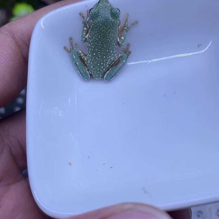 老爷树蛙澳蓝金花2