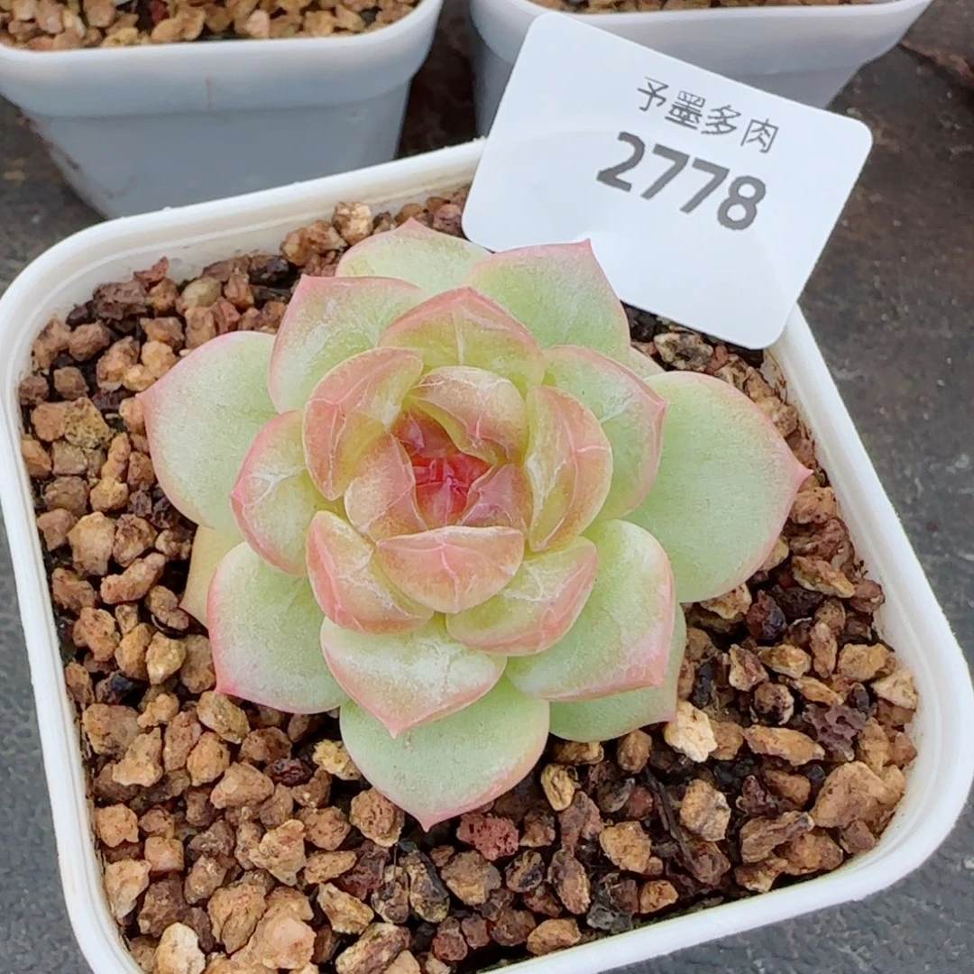 甜心，2778多肉植物