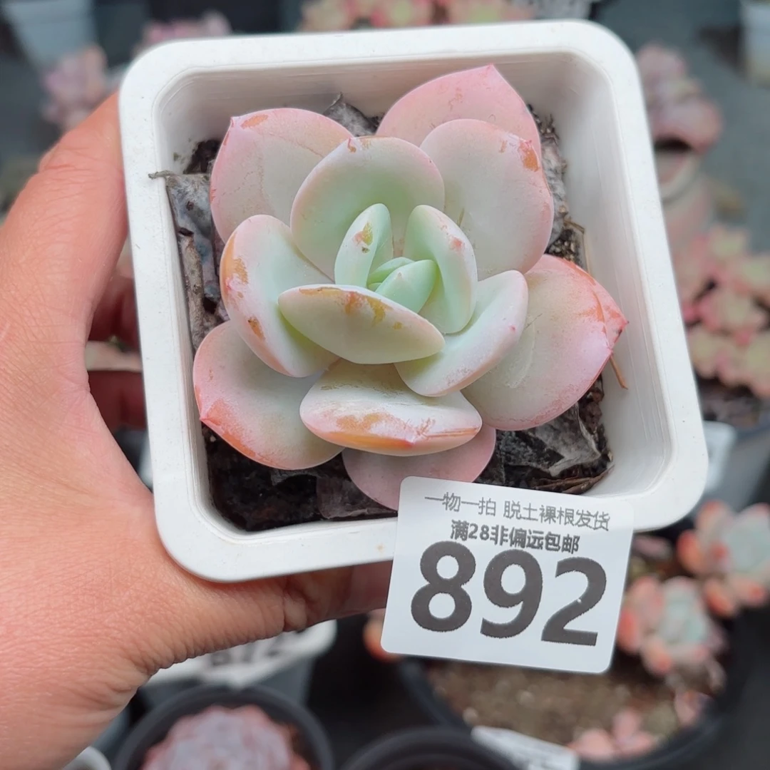 奶茶多肉无盆土发货
