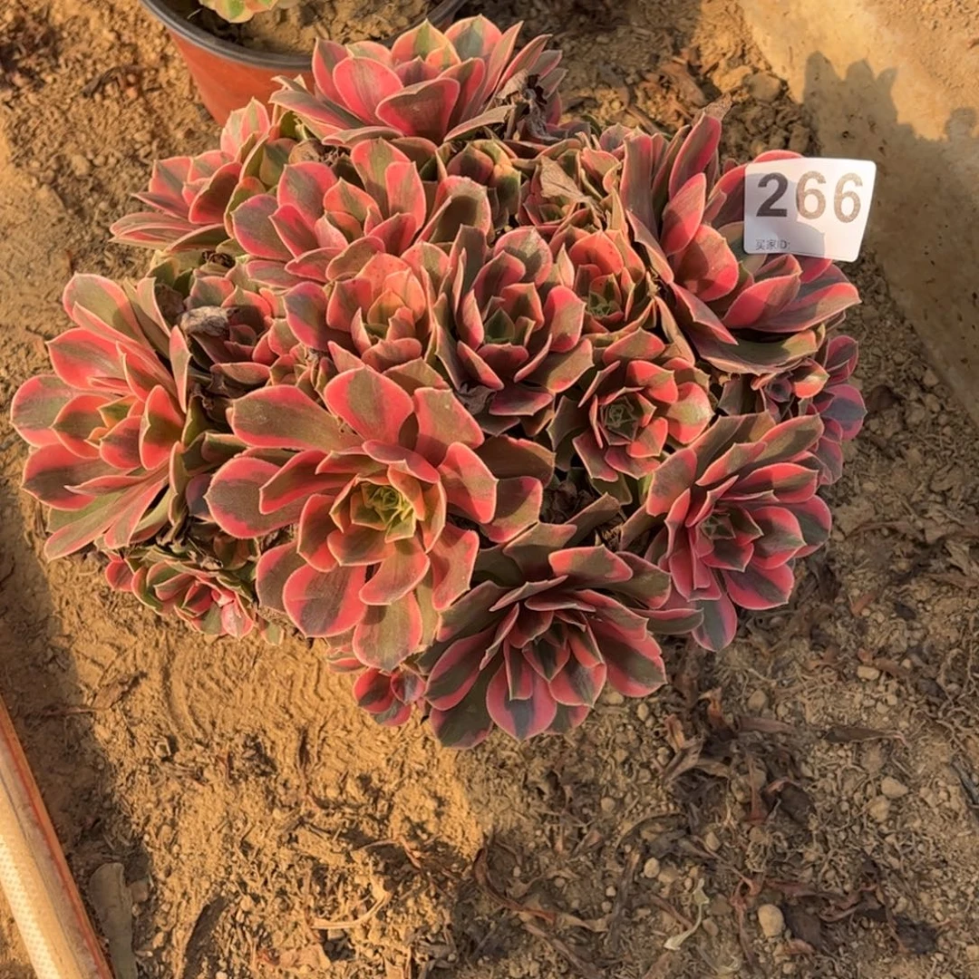 粉女妖266不包断枝