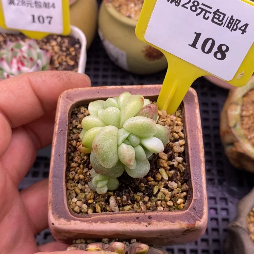 4108冰玉石化朵朵缀带锦