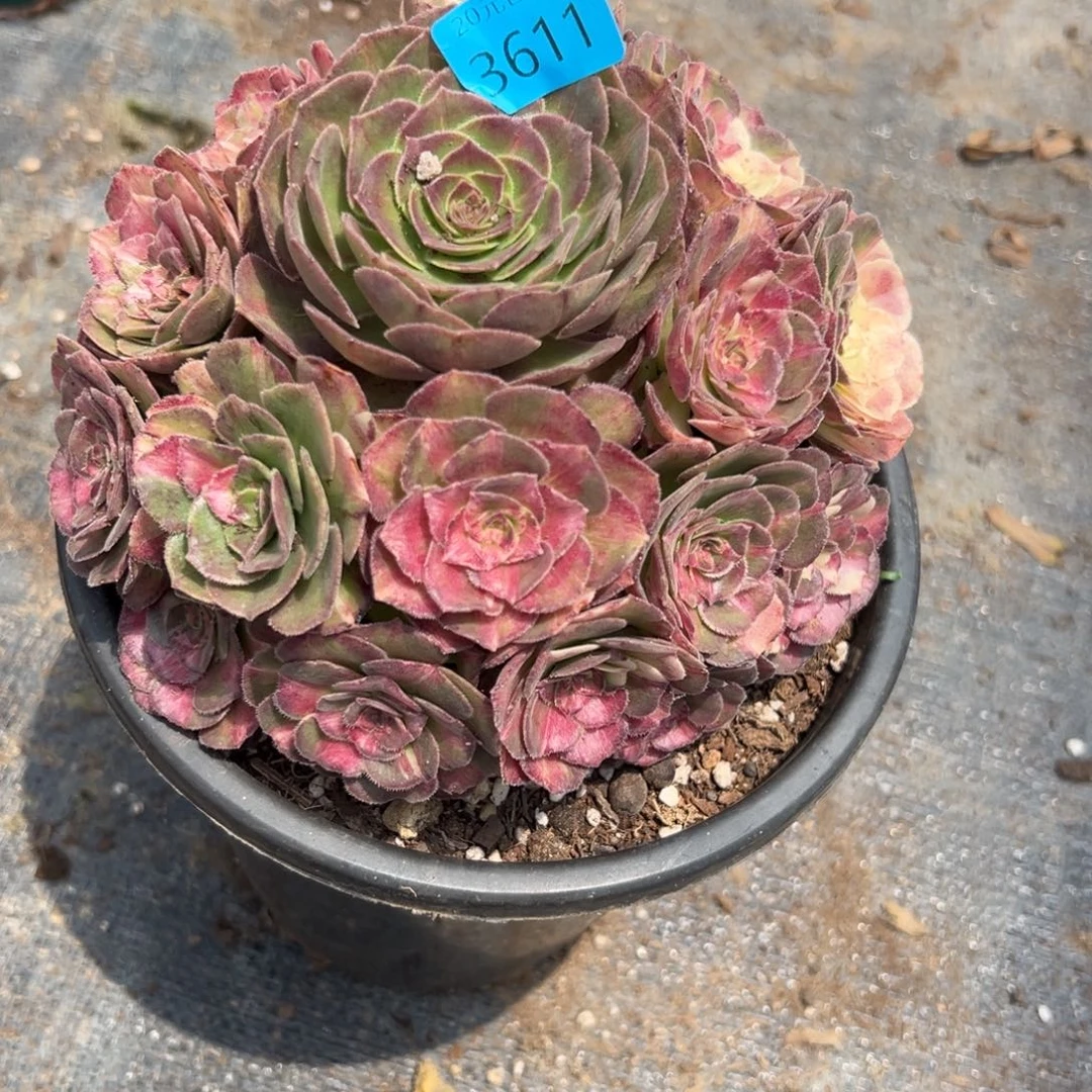 单***蝶3611龙鳞多肉植物系