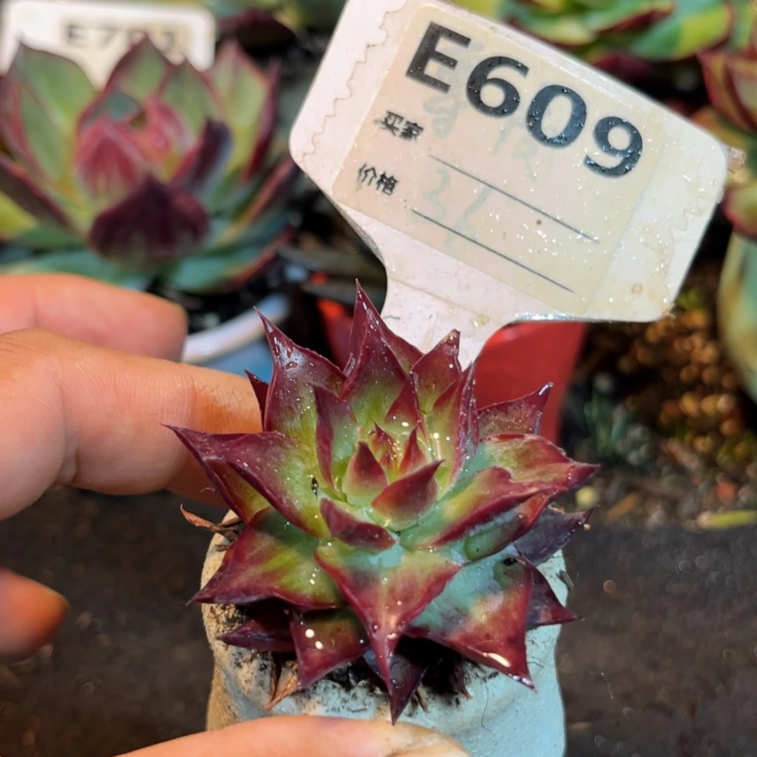 迷你惊鸿仙子多肉植物609