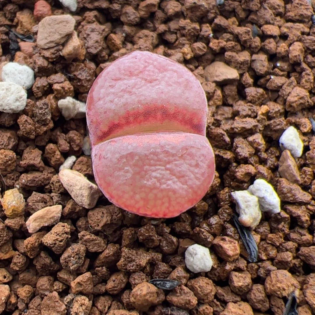 0194号c10 风铃 多肉植物