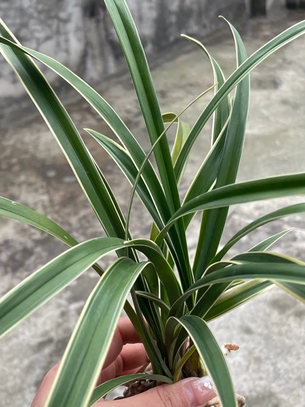 恩施硒兰绿兰边艺福利款鲜花绿植盆栽