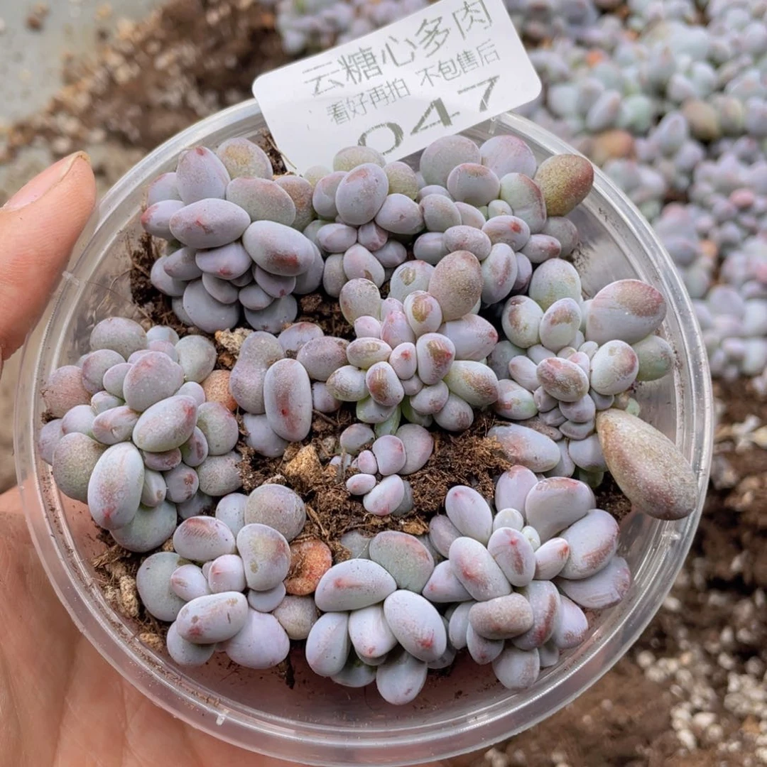 云糖心多肉植物47
