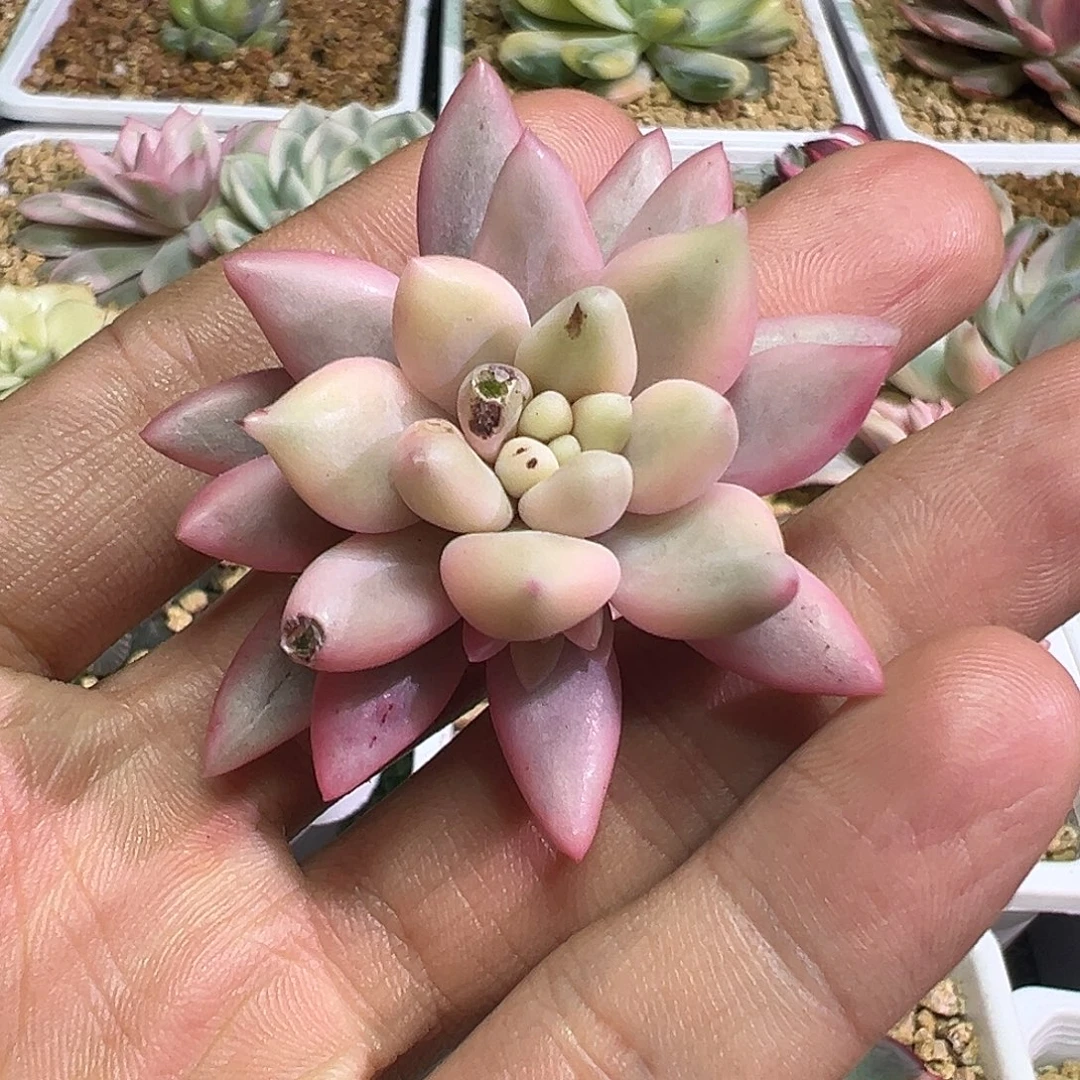 蜜桃啵啵锦多肉植物