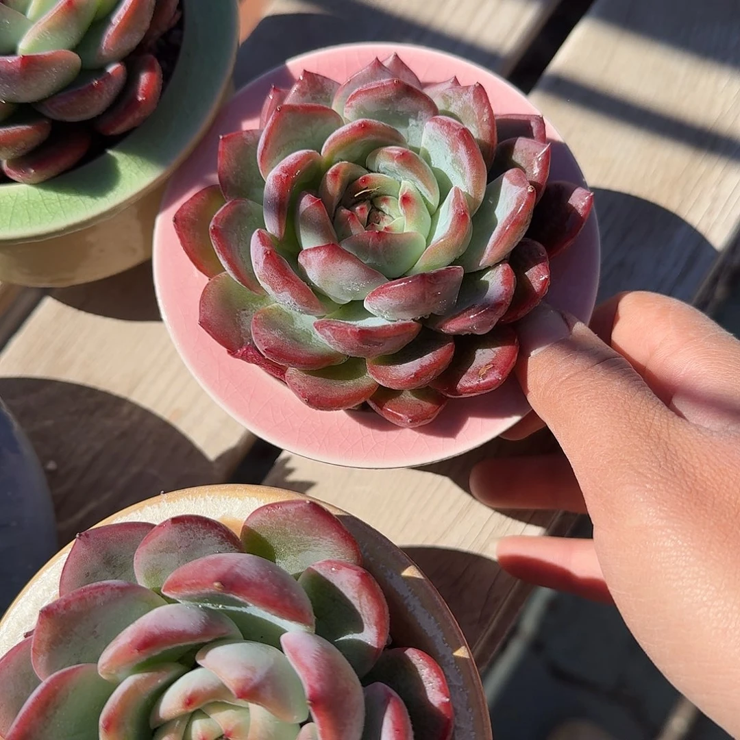 红鸾带盆粉色多肉